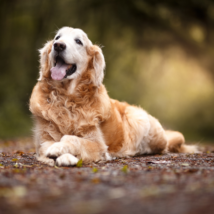 Stress hos hundar – symtom, orsaker och hur du hjälper din hund att bli lugn