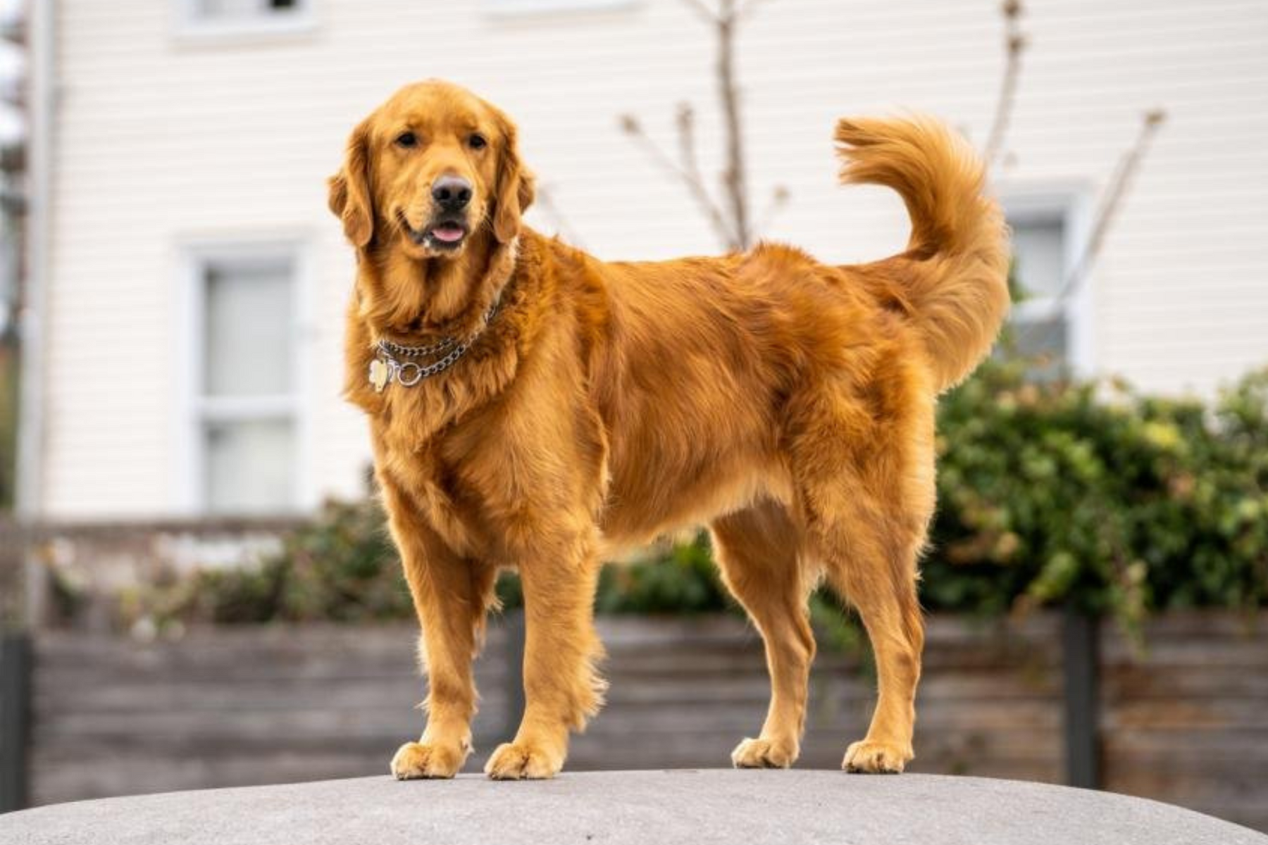 Cancer hos hundar – symtom, orsaker och vad du som hundägare bör veta