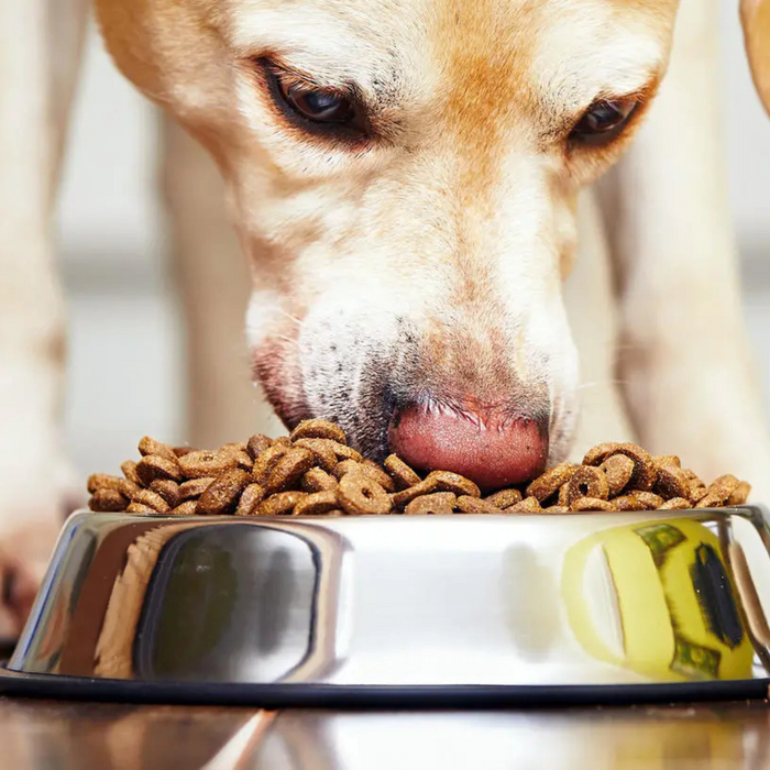 Min hund vägrar äta – orsaker, lösningar och när du ska agera