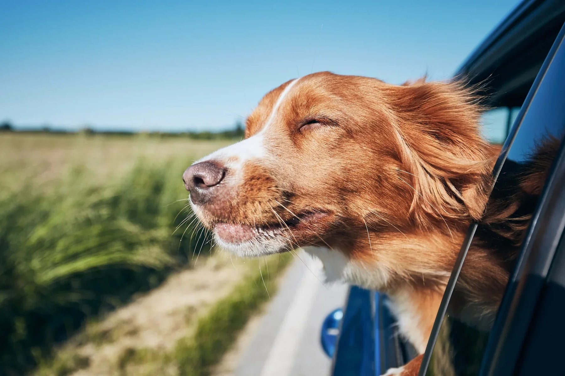 Måste man ge hunden godis hela tiden?