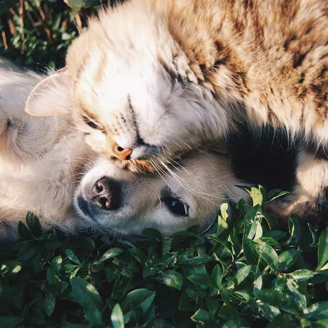De första 10 minuterna kan rädda ditt djurs liv – fästingar på hund och katt