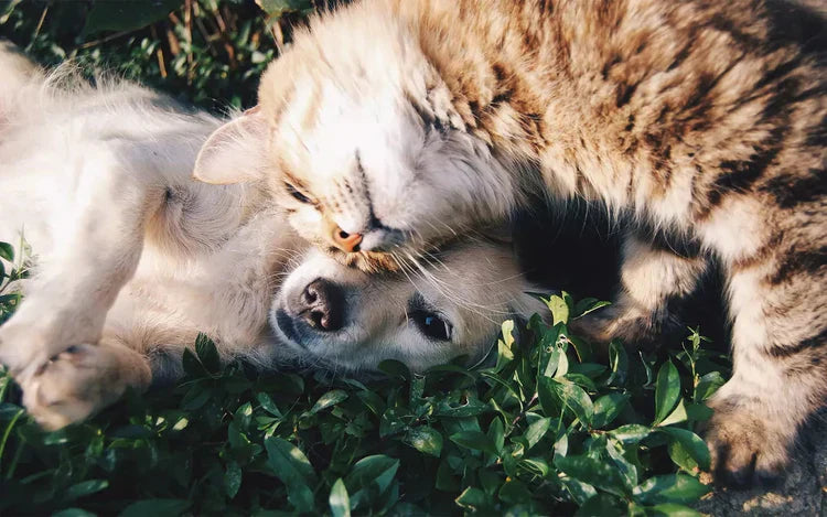 De första 10 minuterna kan rädda ditt djurs liv – fästingar på hund och katt
